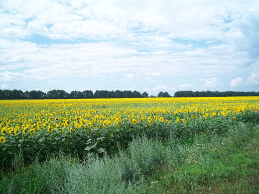 46916 (a): :2048x1536